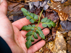 Sceptridium oneidense