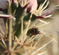 Chlorochroa opuntiae