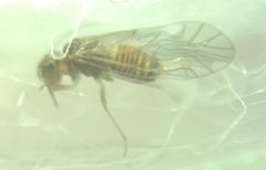 Lachesilla quercus