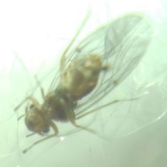 Lachesilla quercus