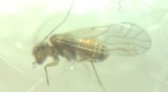 Lachesilla quercus