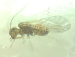 Lachesilla quercus