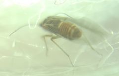 Lachesilla quercus