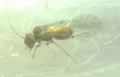 Lachesilla quercus