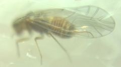 Lachesilla quercus