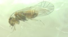 Lachesilla quercus