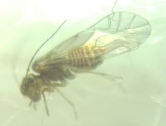 Lachesilla quercus