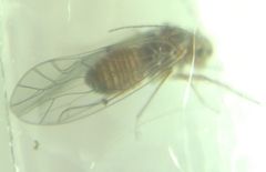 Lachesilla quercus