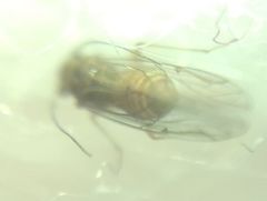 Lachesilla quercus