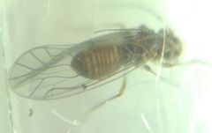 Lachesilla quercus