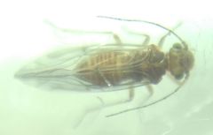 Lachesilla quercus