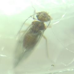 Lachesilla quercus