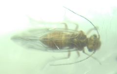 Lachesilla quercus