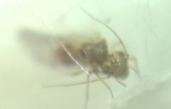Lachesilla quercus