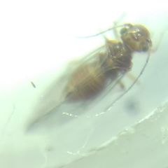 Lachesilla quercus