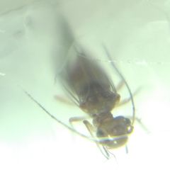 Lachesilla quercus