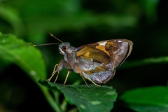 Lychnuchoides ozias
