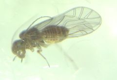 Lachesilla quercus