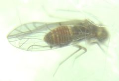 Lachesilla quercus