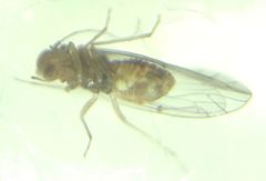 Lachesilla quercus