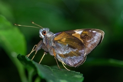 Lychnuchoides ozias