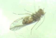 Lachesilla quercus