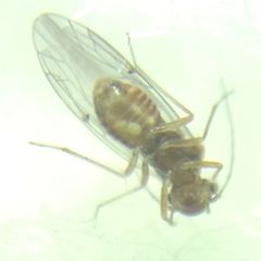 Lachesilla quercus