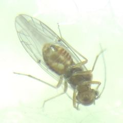 Lachesilla quercus