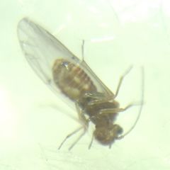 Lachesilla quercus