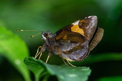 Lychnuchoides ozias