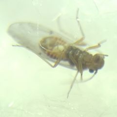 Lachesilla quercus