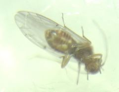 Lachesilla quercus