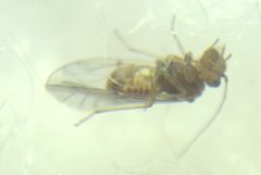 Lachesilla quercus
