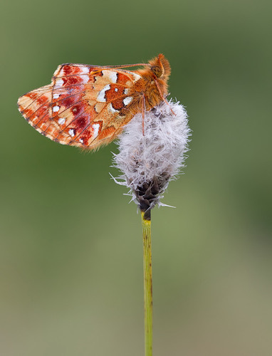 Cranberry Fritillary