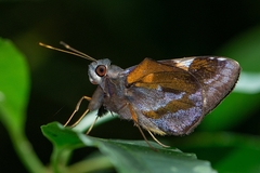 Lychnuchoides ozias