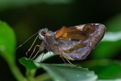 Lychnuchoides ozias