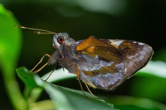 Lychnuchoides ozias