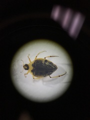 Peltodytes edentulus