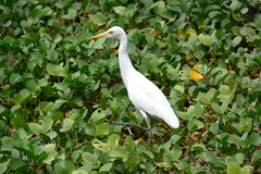 Bubulcus ibis