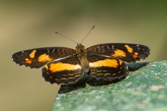 Telenassa teletusa