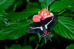 Parides agavus