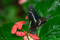 Parides agavus