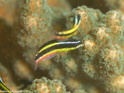 Cortez Rainbow Wrasse