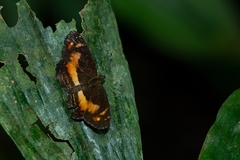 Telenassa teletusa