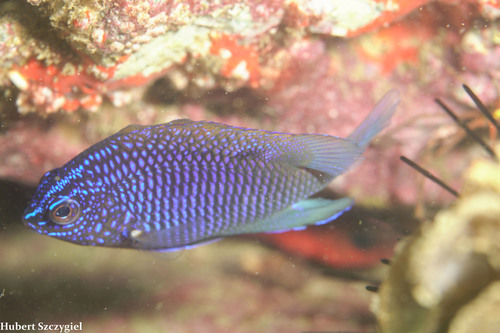 Acapulco Major
