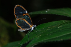Heterosais edessa
