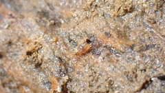 Aepus robini