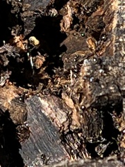 Prenolepis imparis