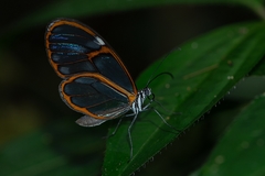 Heterosais edessa