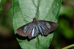 Pythonides lancea